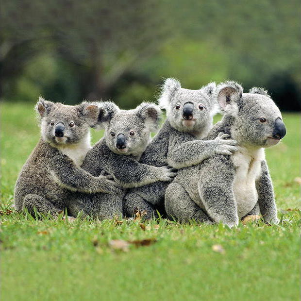 KOALA-GRUPPE