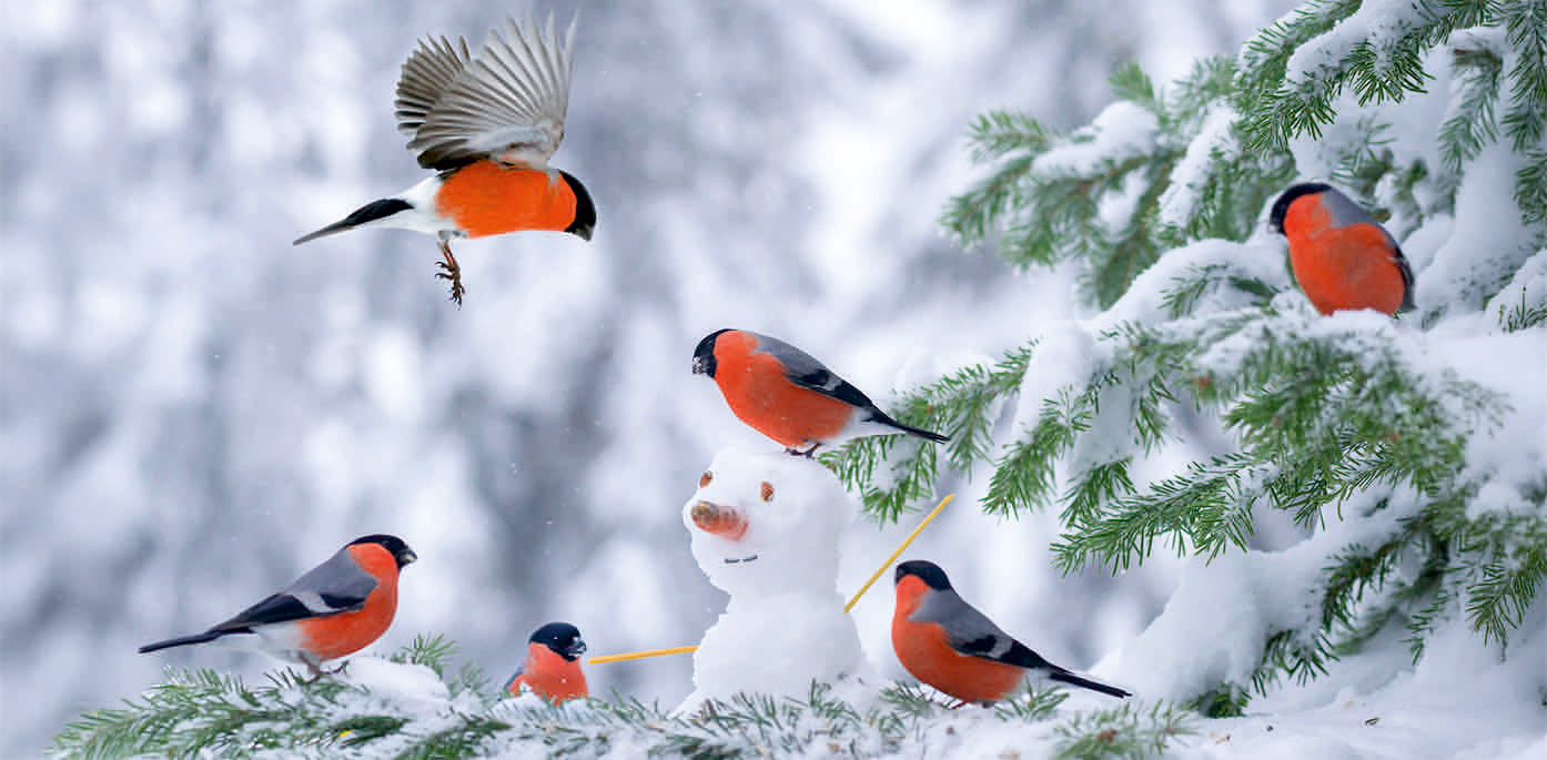 0214-211529 VÖGEL IM SCHNEE * XXL