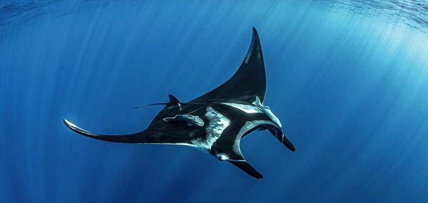 Pelagischer Mantarochen, Mexiko * Xxl