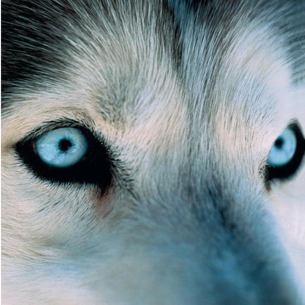 VORFAHRE WOLF