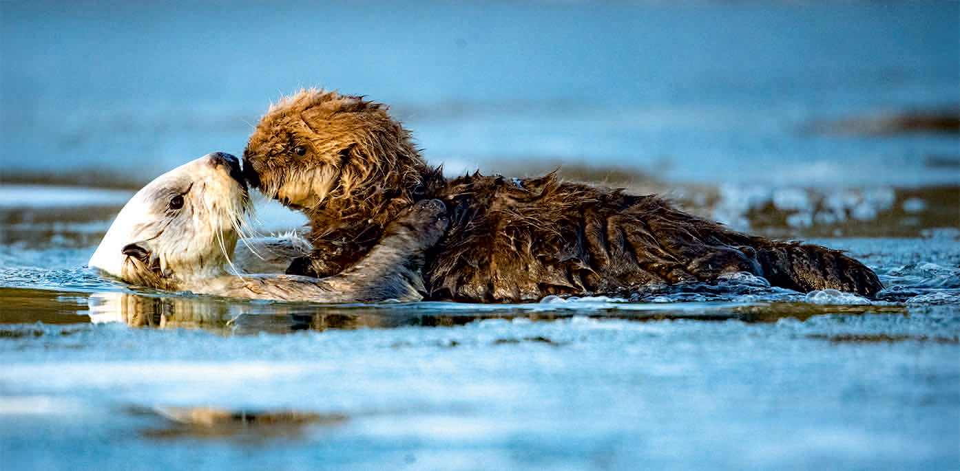 0214-211532 SEEOTTER * XXL