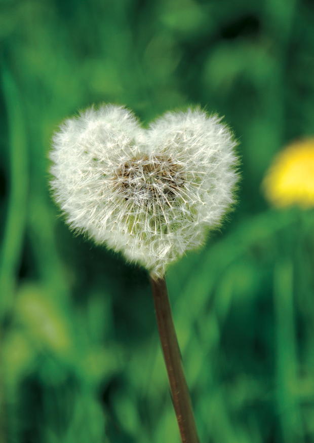 Pusteblume