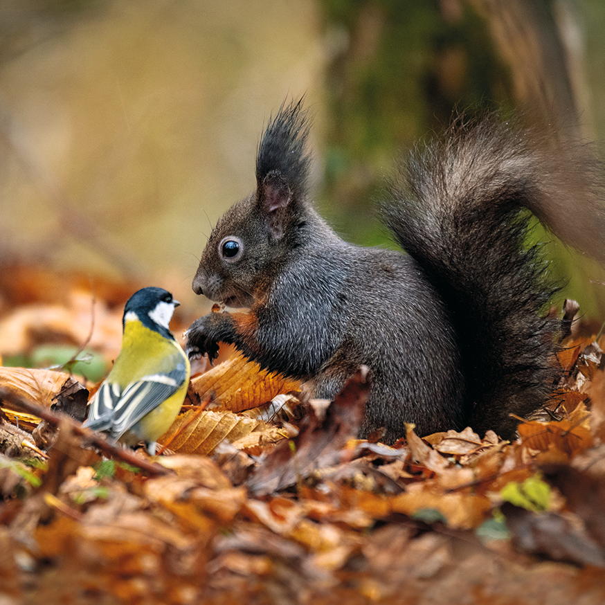 Meise Und Eichhörnchen