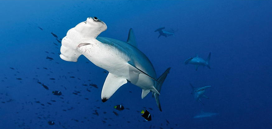 Bogenstirn-Hammerhaie, Malpelo, Kolumbien * Xxl