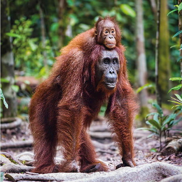 Orang-Utan