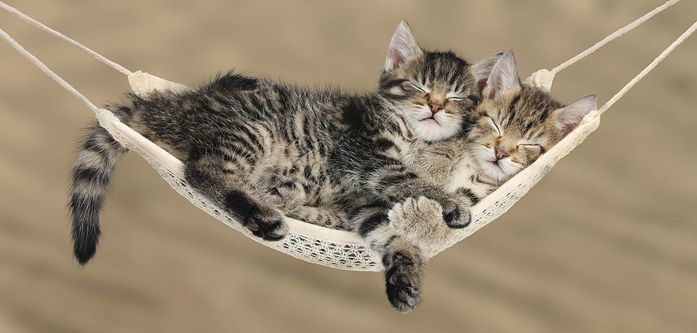 KATZENKINDER * XXL