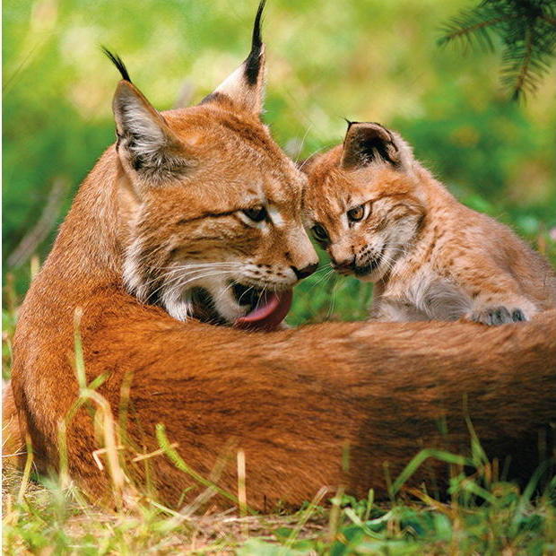 Europäischer Luchs