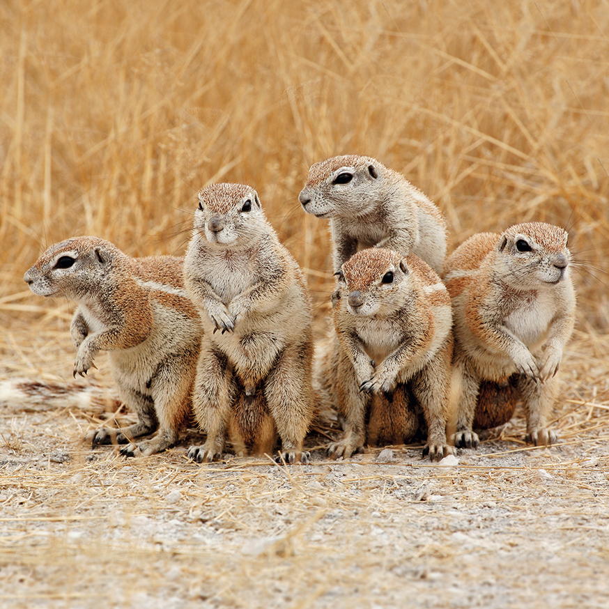 Kap-Borstenhörnchen