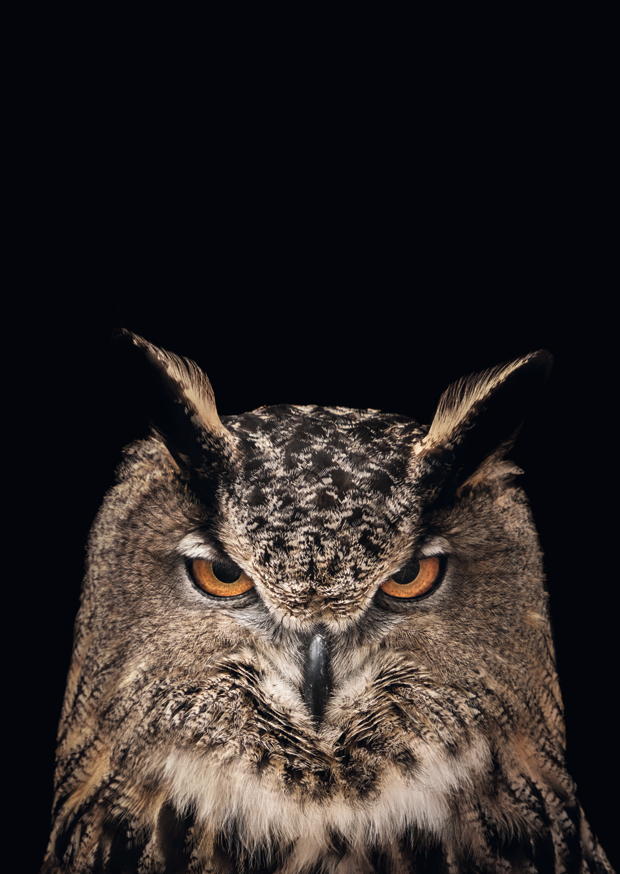 Tawny Owl