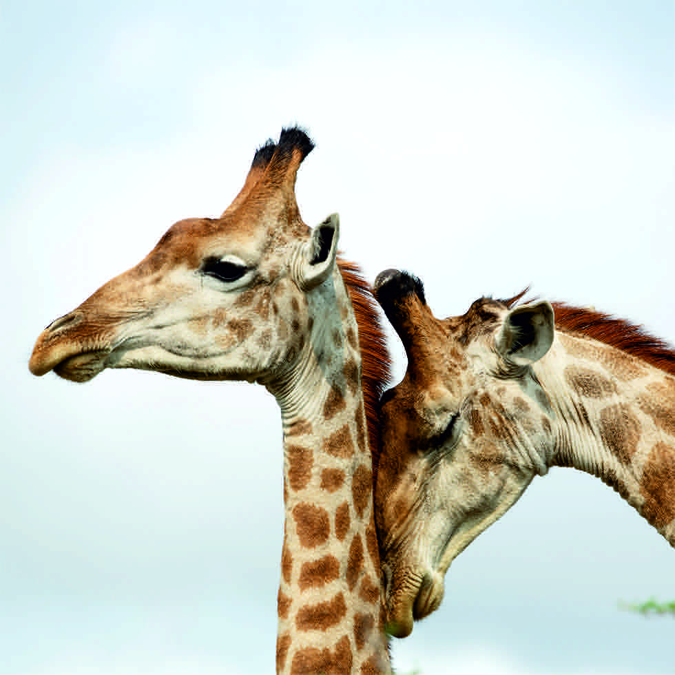 0214-209035 GIRAFFENPAAR