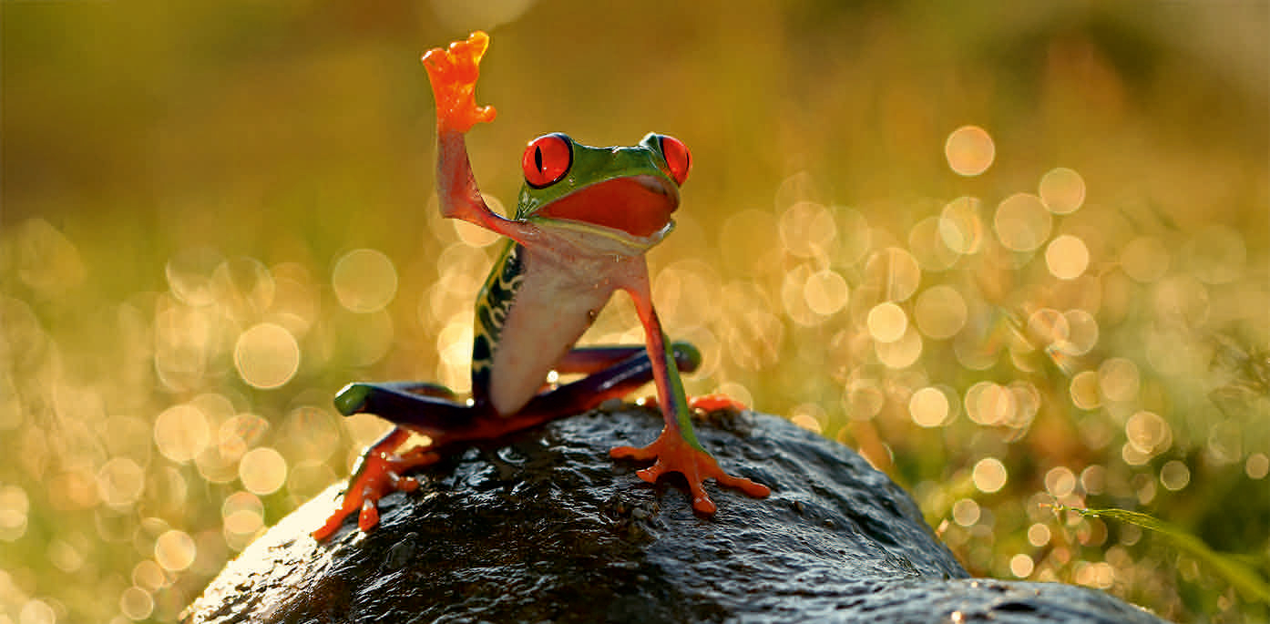0214-210072 FROSCH * XXL