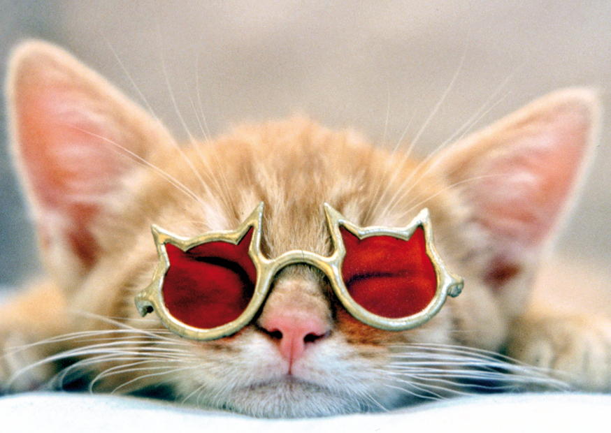 Cool Cat