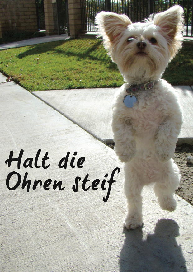 HALT DIE OHREN STEIF