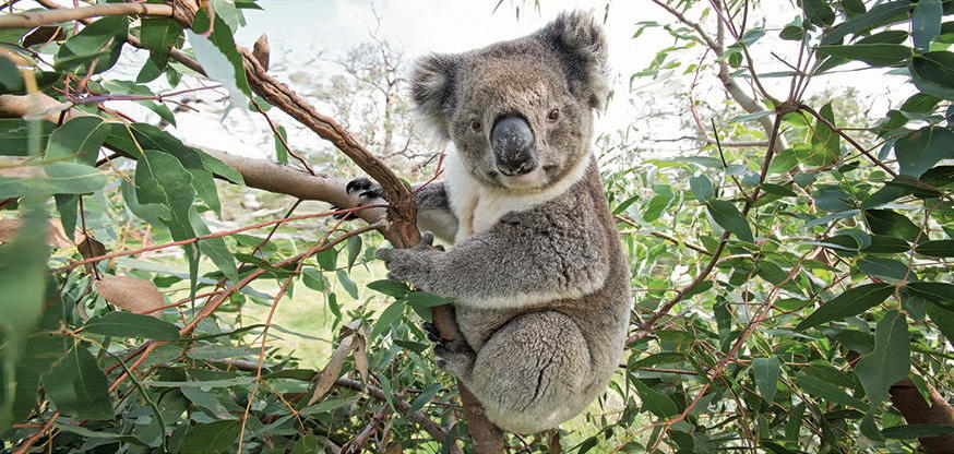 Koala * Xxl