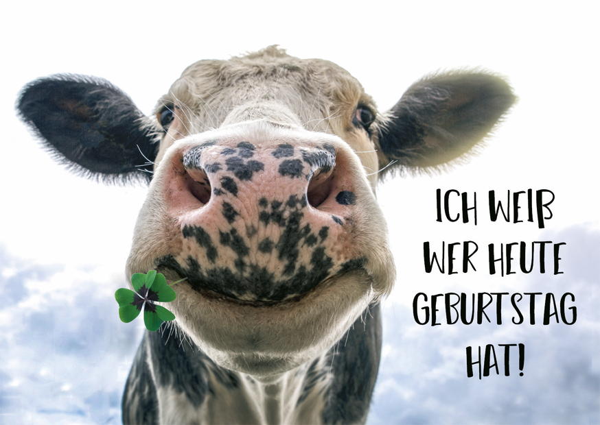Geburtstagskuh