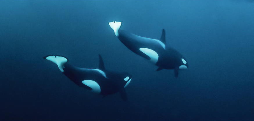 Orcas In Norwegen * Xxl