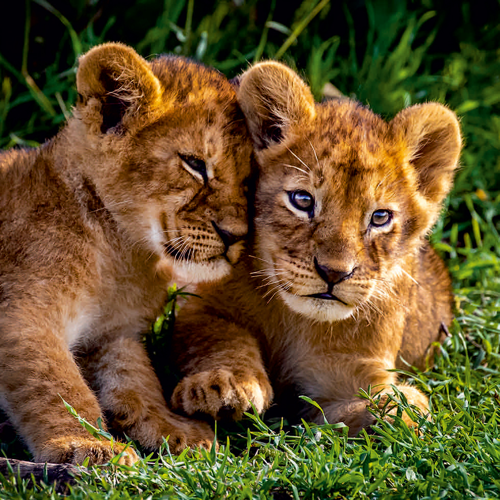 0214-212174 LÖWENBABYS