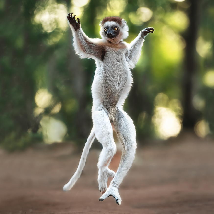 Larvensifaka