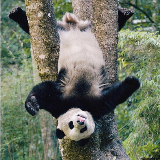 Großer Panda