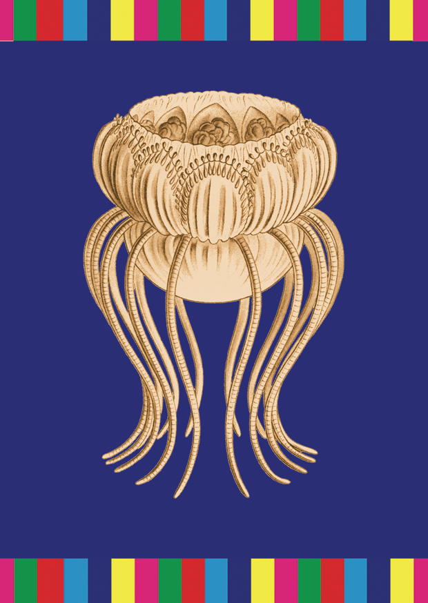 P - JELLYFISH