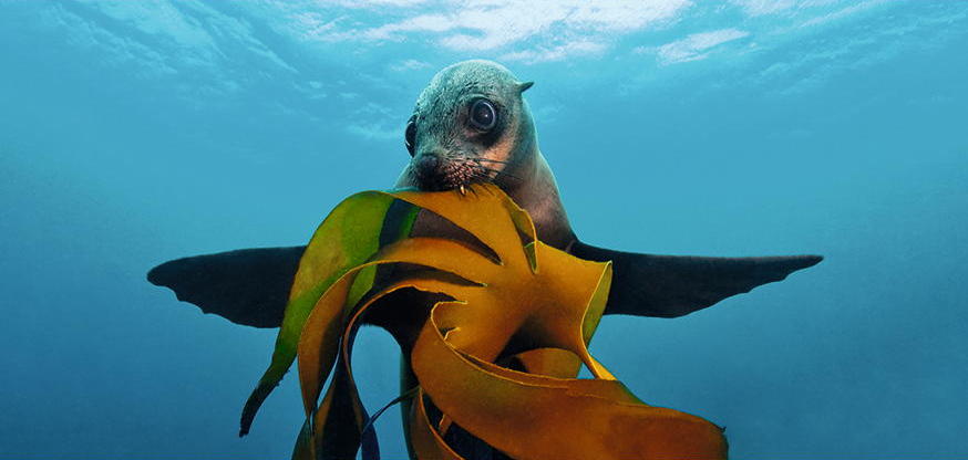 Südafrikanischer Seebär Spielt Mit Kelpwald * Xxl