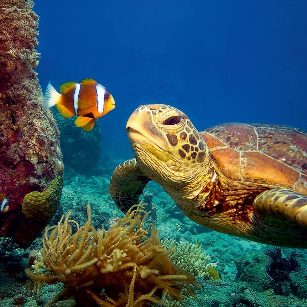 0214-212173 FISCH UND SCHILDKRÖTE