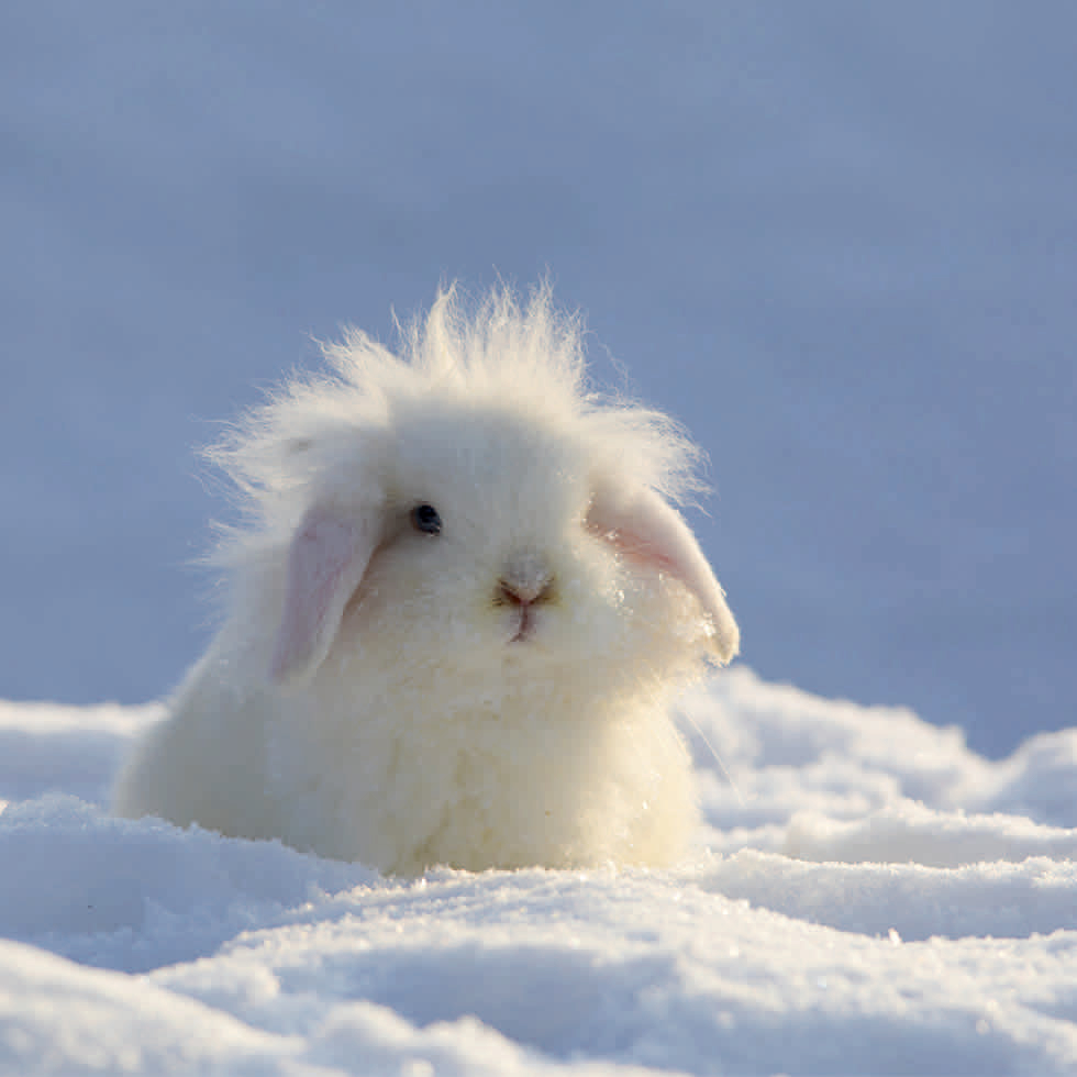 0214-212172 SCHNEEHASE
