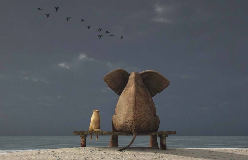 HUND UND ELEFANT - Magnete