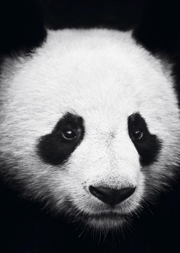 PANDA