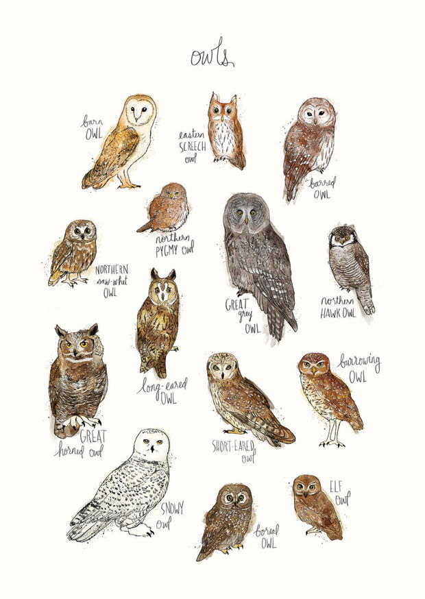 OWLS