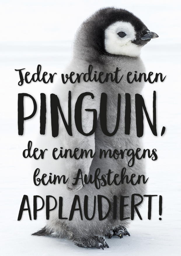 JEDER VERDIENT EINEN PINGUIN