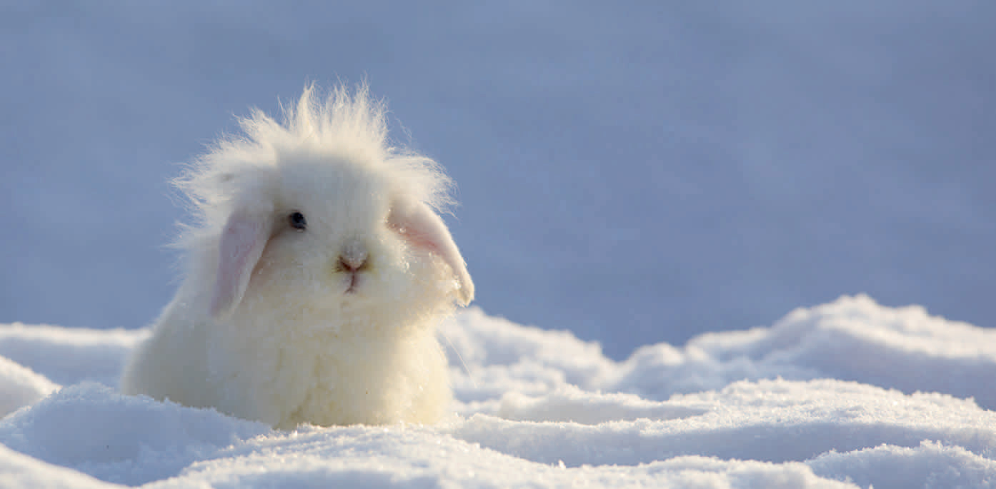 0214-210080 SCHNEEHASE * XXL