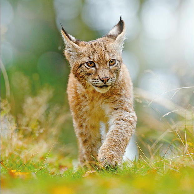 Luchs