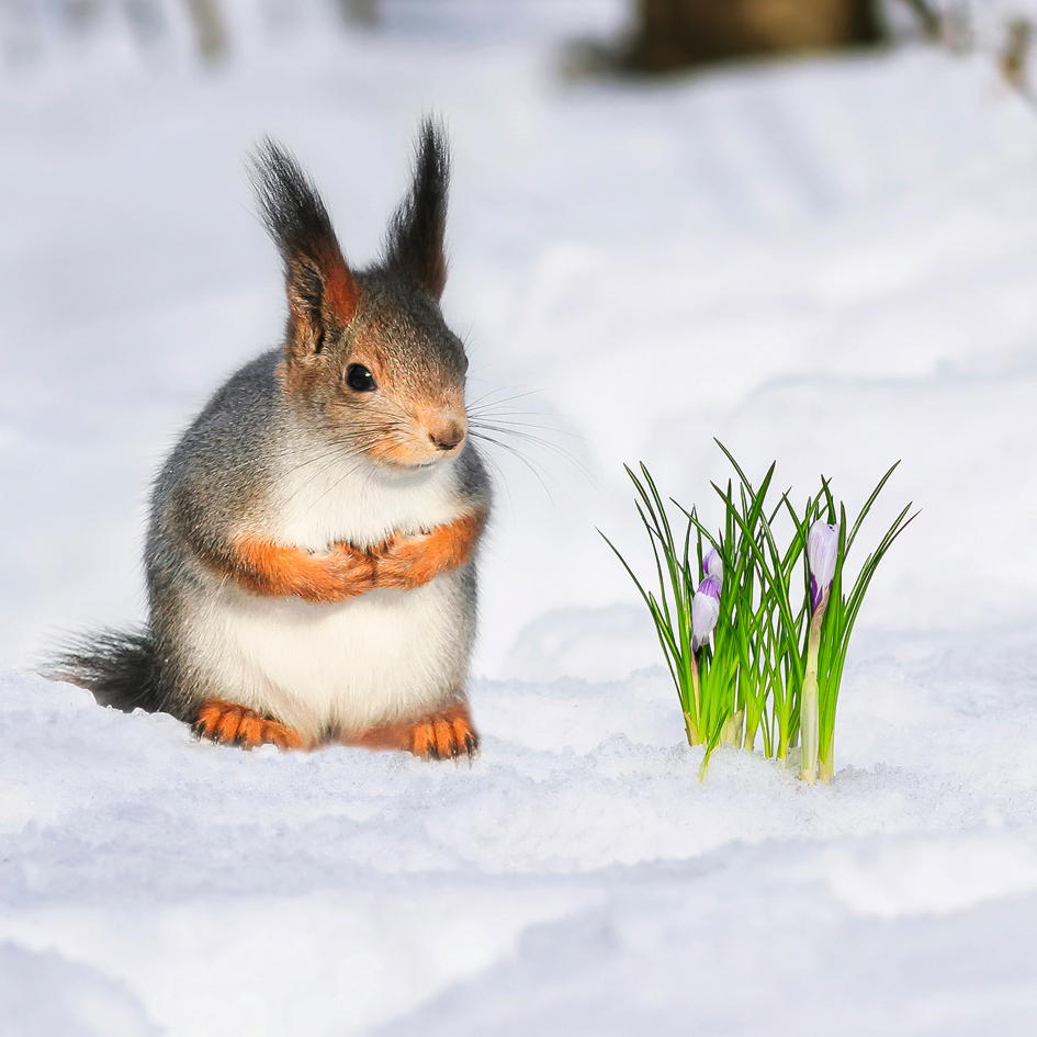 Eichhörnchen Im Winter