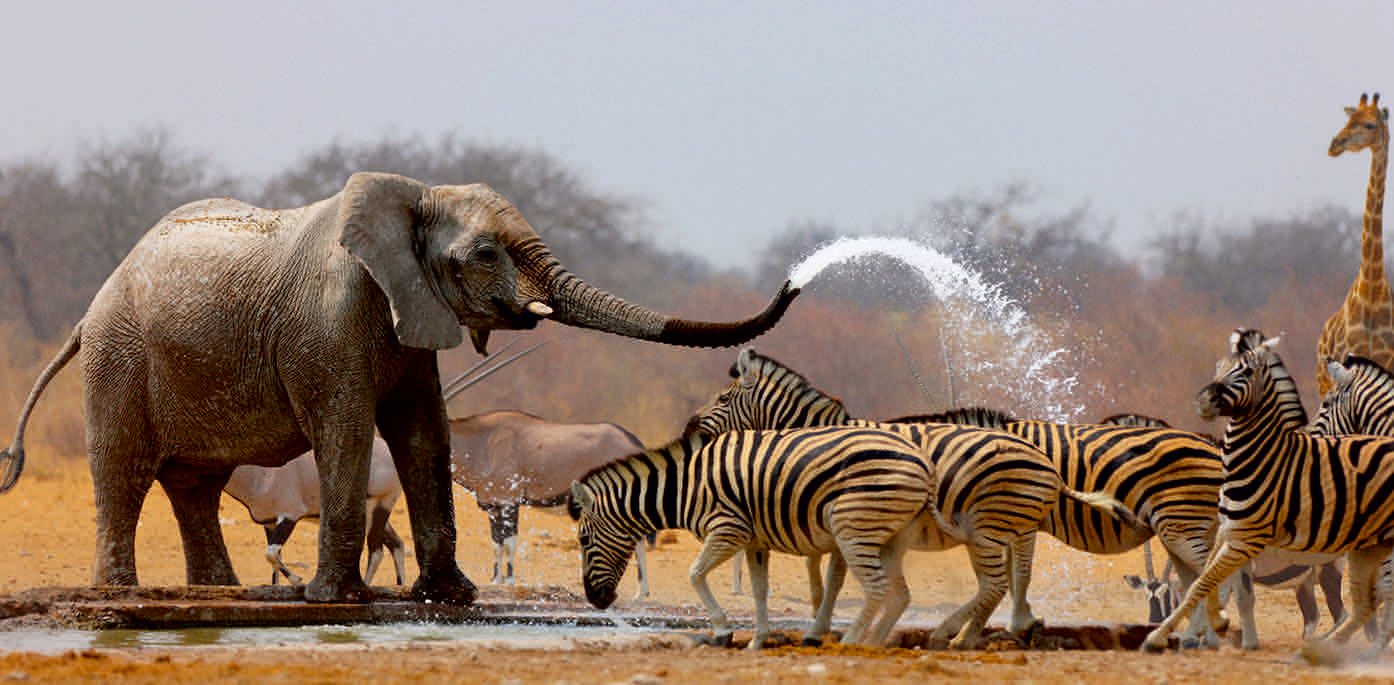 0214-211531 ELEFANT UND ZEBRA * XXL